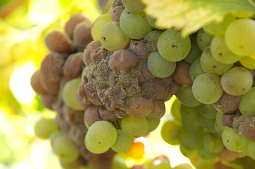 Sauternes_noble_rot_grapes