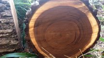 uscarea naturală a lemnului