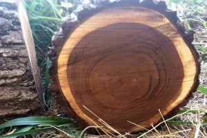 uscarea naturală a lemnului