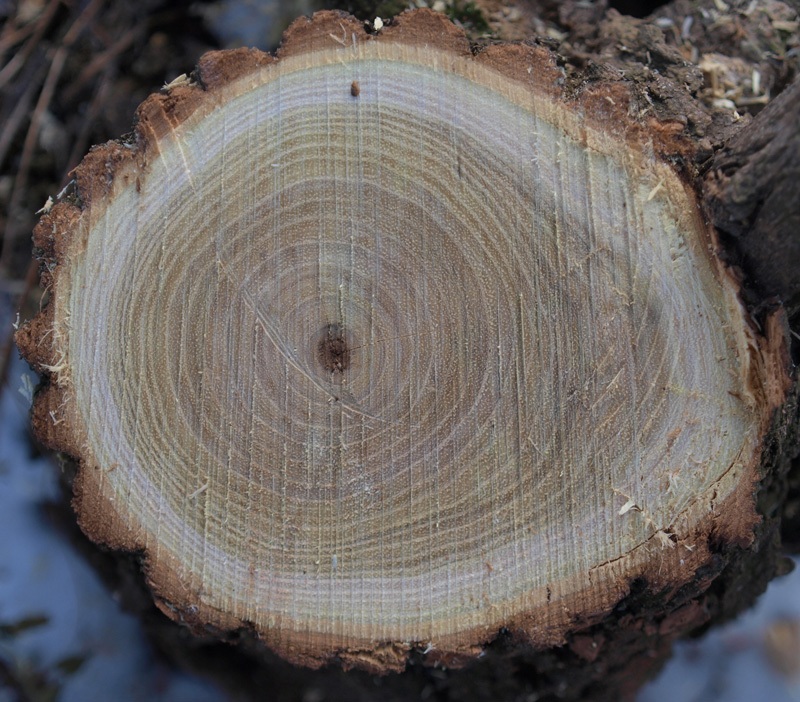 lemnul de salcâm