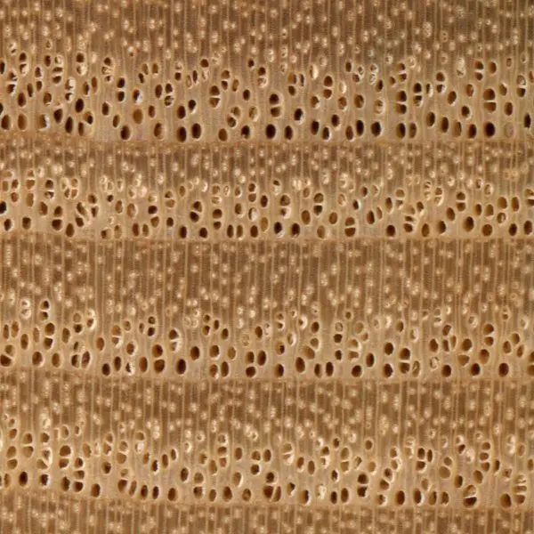 lemnul de frasin