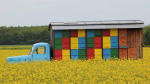 wooden beehives