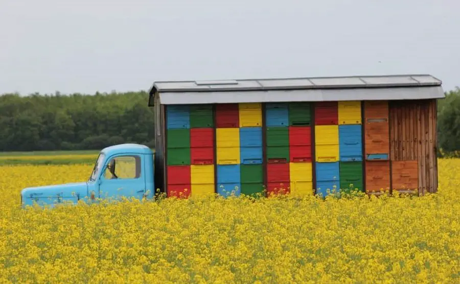 Holzbienenstöcke