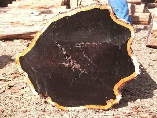 lemn de abanos