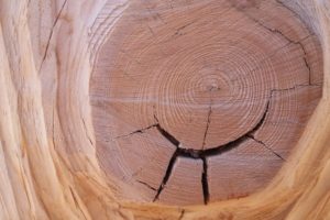 structura lemnului