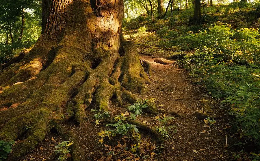 Baum des Jahres 2020