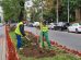 campaña de plantación sector 6