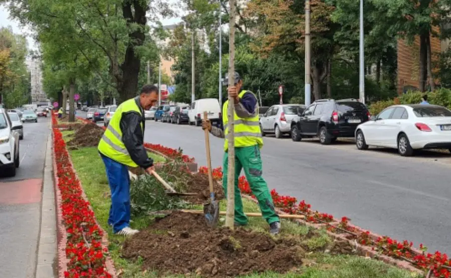 kampania sadzenia w sektorze 6