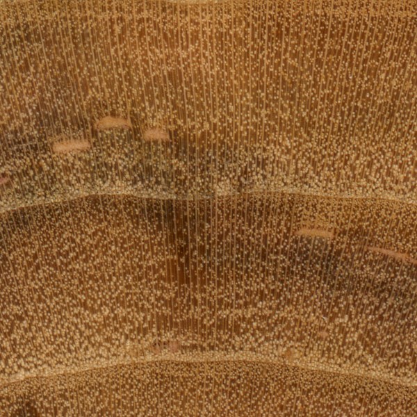 lemn de prun