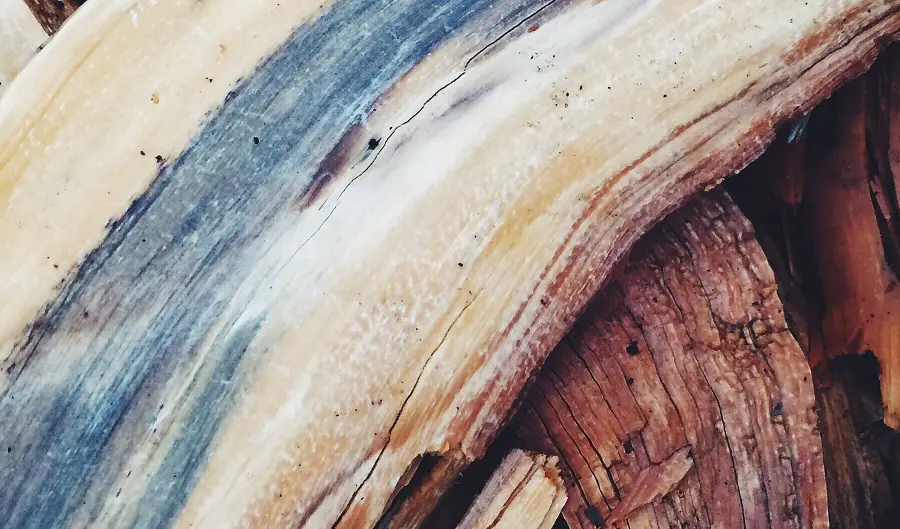 mucegaiul albastru al lemnului