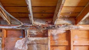 causes wood rot