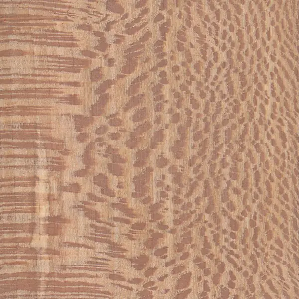 Platanul, lemnul cu aspect de dantelă