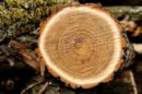 densitatea lemnului