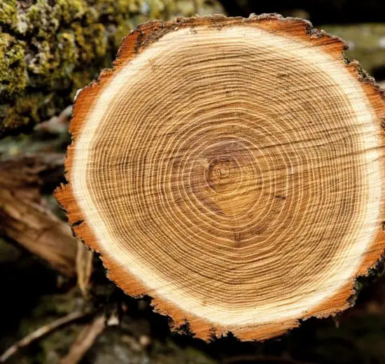 densitatea lemnului