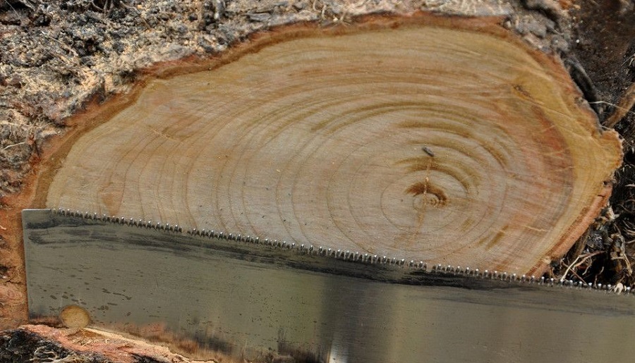 lemn de migdal